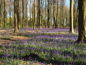 A few bluebell shots from a walk in the woods yesterday afternoon